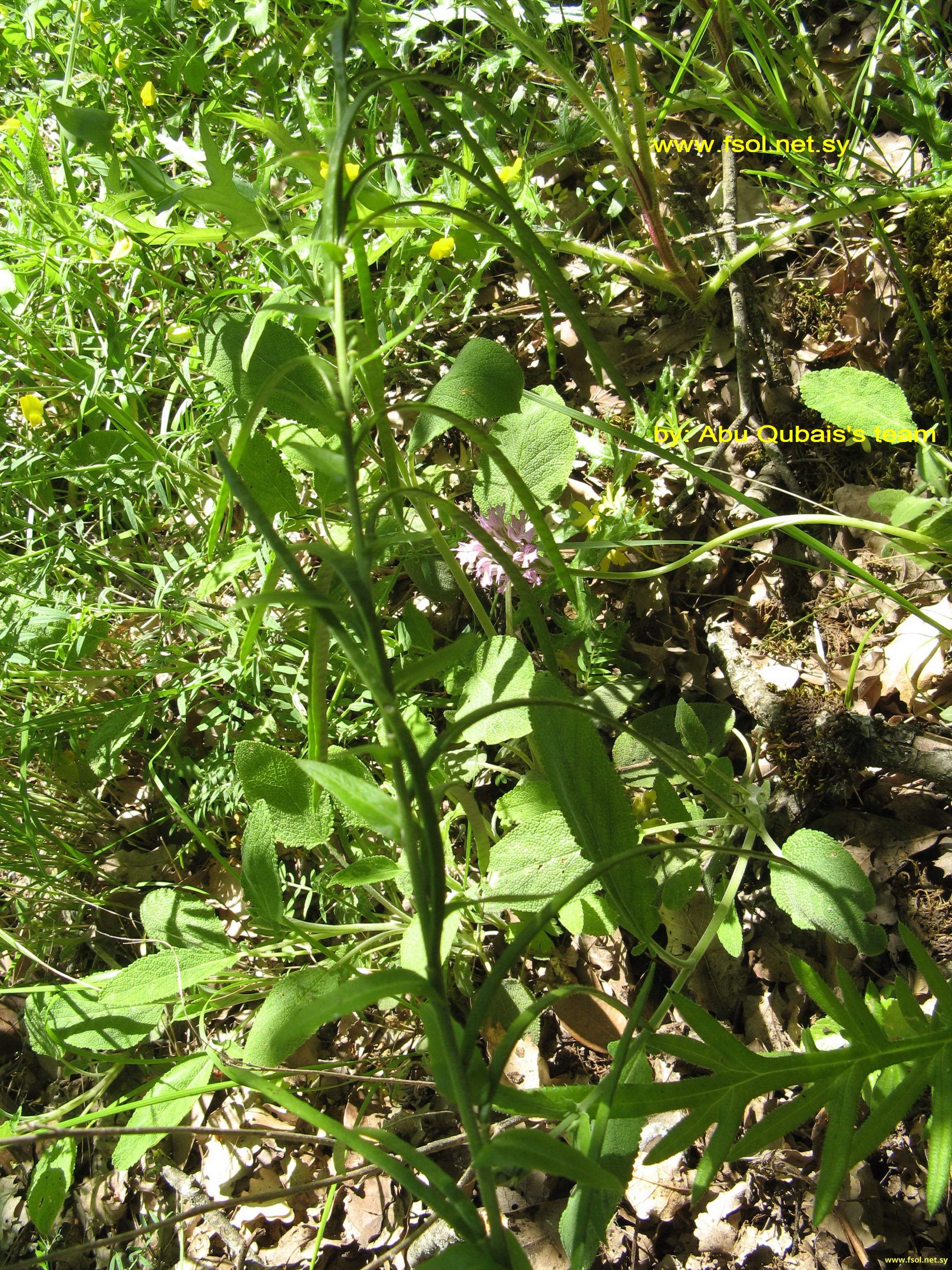 Pseudoturritis turrita (L.) Al-Shehbaz